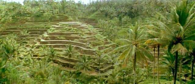 Rice Fields outside Ubud, Bali