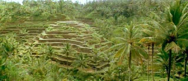 Rice Fields outside Ubud, Bali