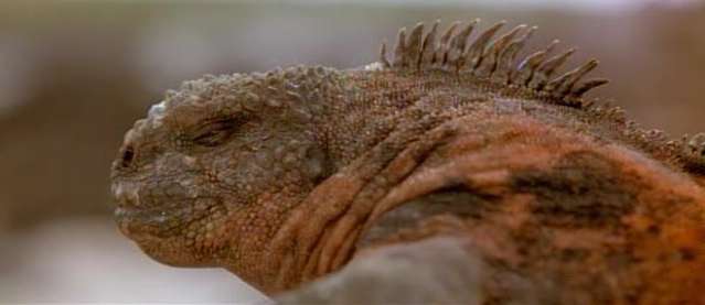 The Galapagos Marine Iguana, only place in the world where it is found! The Galapagos Marine Iguana, only place in the world where it is found!