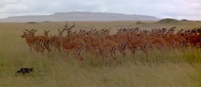 A herd of Impalas in Kenya. This picture is interesting in that there is one male surrounded by about sixty females. A herd of Impalas in Kenya. This picture is interesting in that there is one male surrounded by about sixty females.