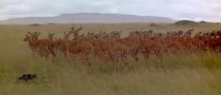 A herd of Impalas in Kenya. This picture is interesting in that there is one male surrounded by about sixty females.