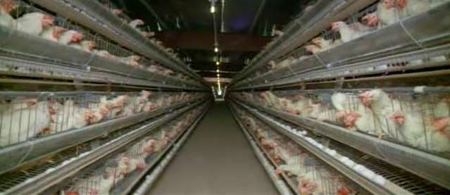 Poultry Farm