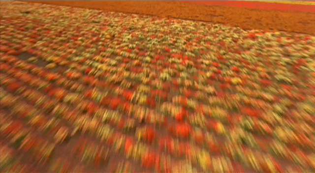 Fields of flowers Fields of flowers