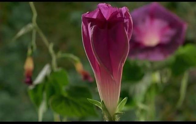 By doing this film, what segment of microsomos did you find to be most curious and why?