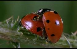 these are two mating ladybugs....oc course one would be a man-bug and the other a lady bug....hahaha