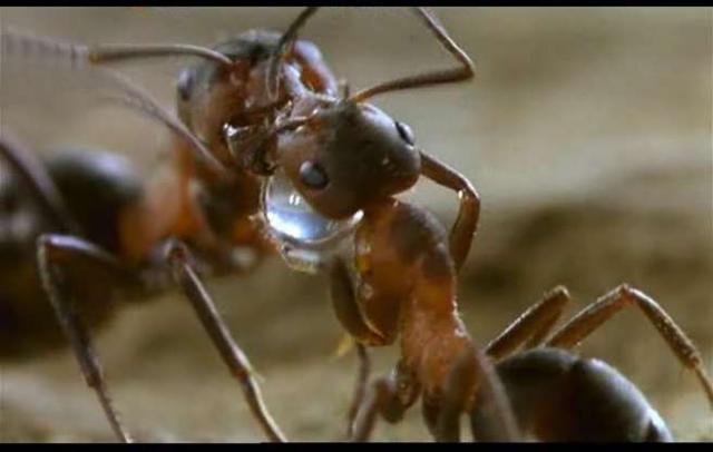 Tropholaxis: getting together