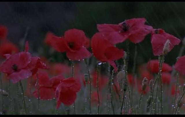 poppies in the morning dew