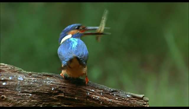kingfisher
