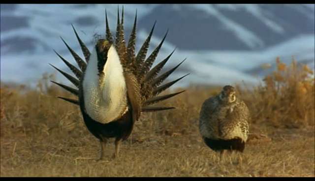 what is the name of this bird