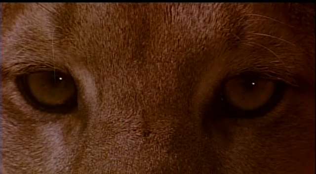 O, JAH! Eyes of a Lion...
