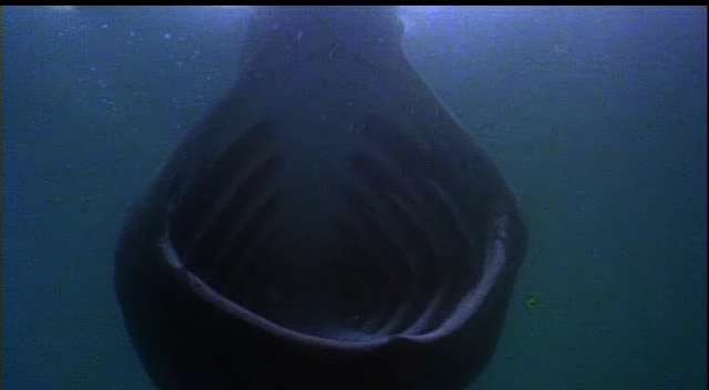 This appears to be a head-on photo of a basking shark, one of a few species larger than the great white but they feed more as large whales do, by keeping their mouths open and letting tiny things, like plankton, drift in.  