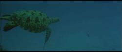 Caretta Carreta or loggerhead sea turtle, well-known on Greek islands i.e.