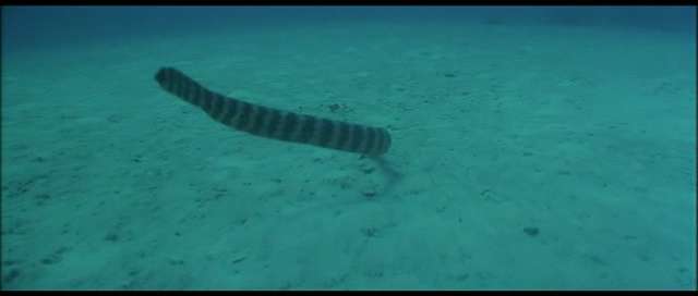 It's a sea snake. If they bite you, you die right there. The good news is that their moths are so tiny. they can only bite you between the fingers or on your ear lobes. I like your web site. It fills a void.