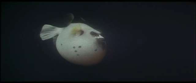 I belive it's a puffer fish. Puffed up to protect itself, or deter predetor's.