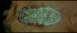 This is a nudibranch of the genus "Chromodoris". The scientific binomial species name is "Chromodoris kunei".