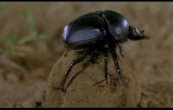 dung beetle