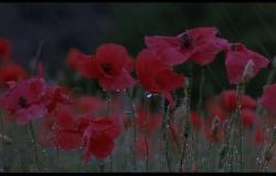 poppies in the morning dew