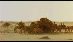 From Winged Migration, the crabs were attacking an injured bird in the previous scene, but the crew 