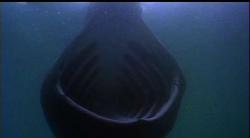 This appears to be a head-on photo of a basking shark, one of a few species larger than the great wh
