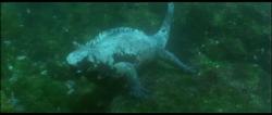  Galapagos Islands, Ecuador  - Sea Iguana