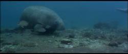 manatee (sea cow)