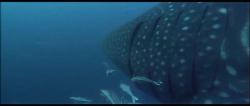 whale shark