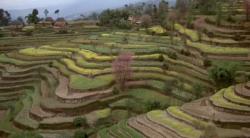 Rice Terraces in the Philippines:

Ifugao Province, Cordillera Region
