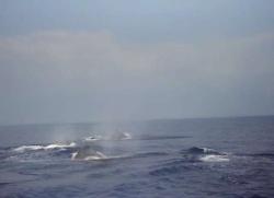 Whales taking in air